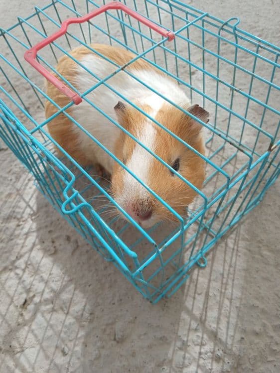 Hamster sotiladi — 3