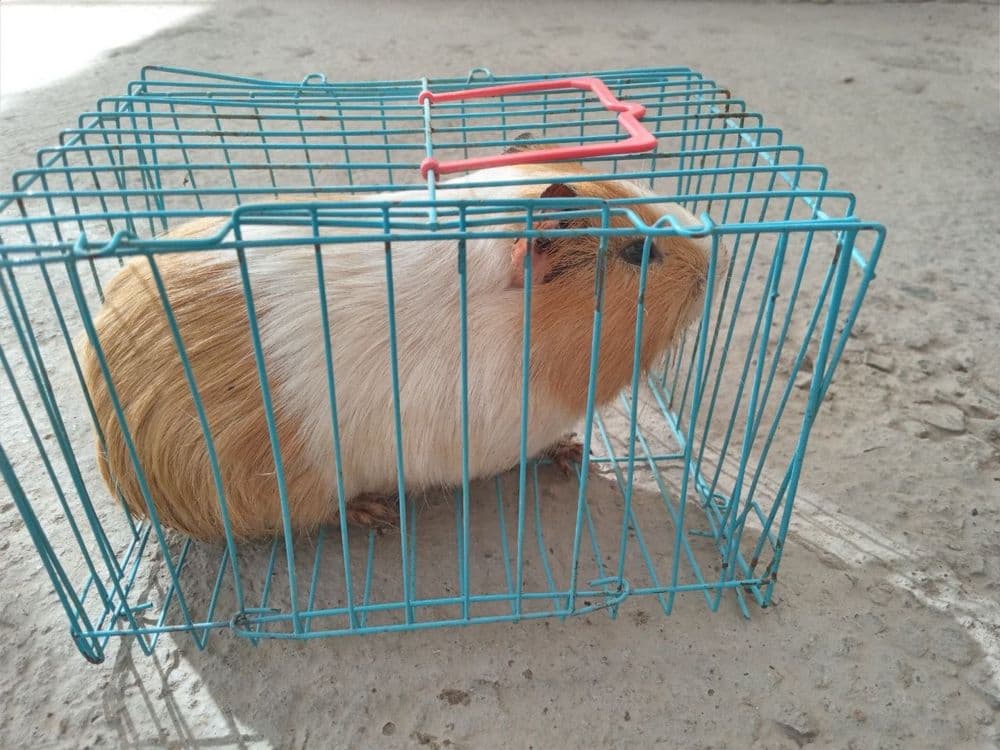 Hamster sotiladi — 4