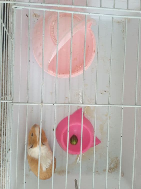 Hamster sotiladi — 5