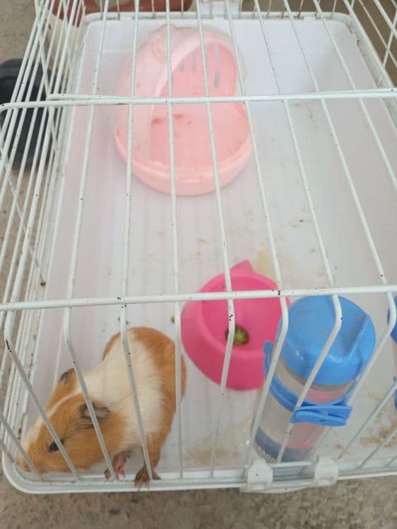 Hamster sotiladi — 6