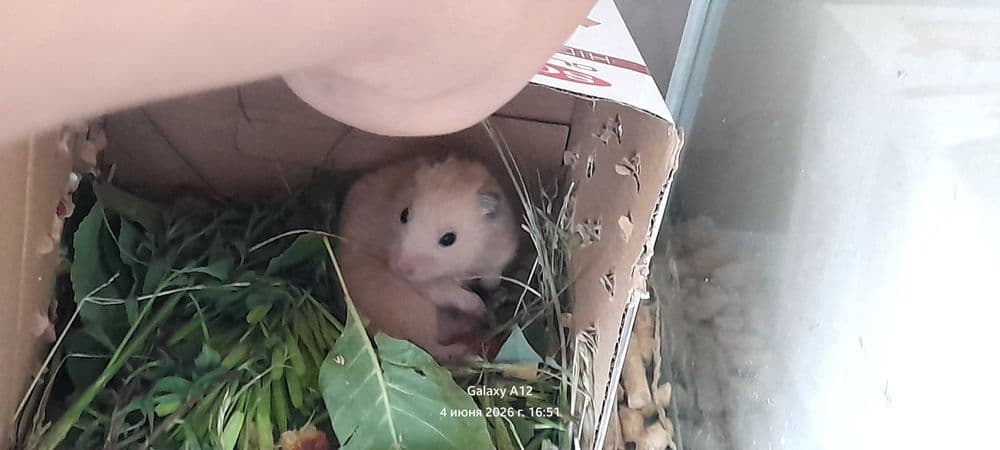 Хомяк Сирийский дружелюбный — 3