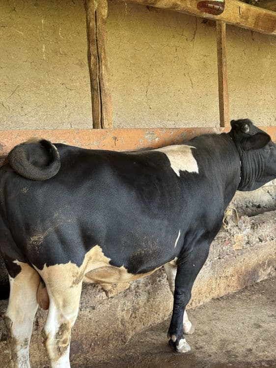 Buqa sotiladi stochna — 4