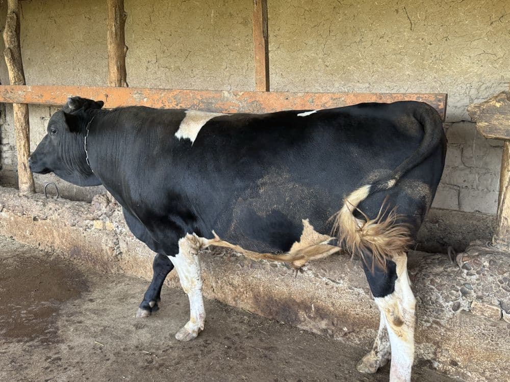 Buqa sotiladi stochna — 5