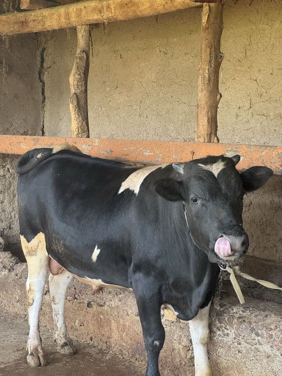 Buqa sotiladi stochna — 6