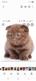 Skotish fold choko Скоттиш фолд чоко