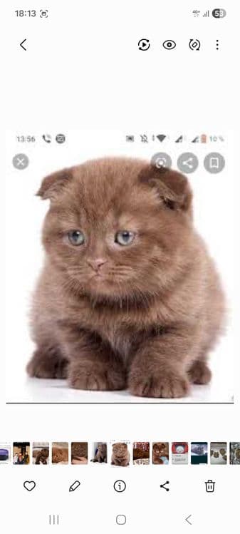 Skotish fold choko Скоттиш фолд чоко