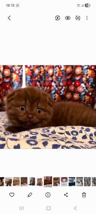 Skotish fold choko Скоттиш фолд чоко — 2