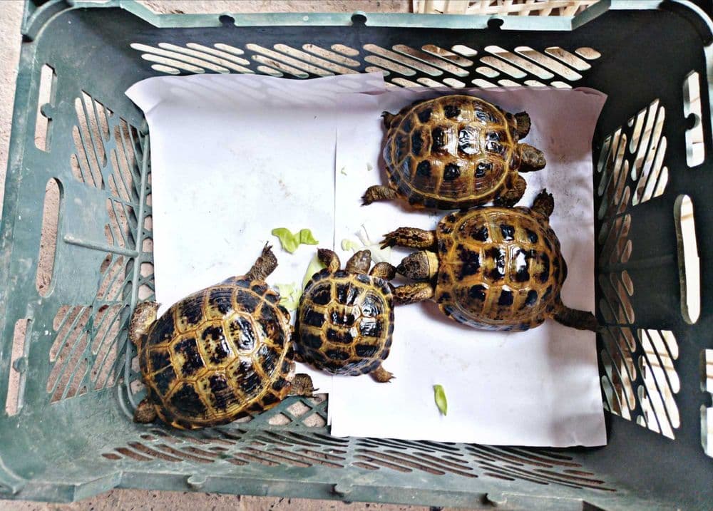Toshbaqa sotiladi! (Продается черепашки!) — 1