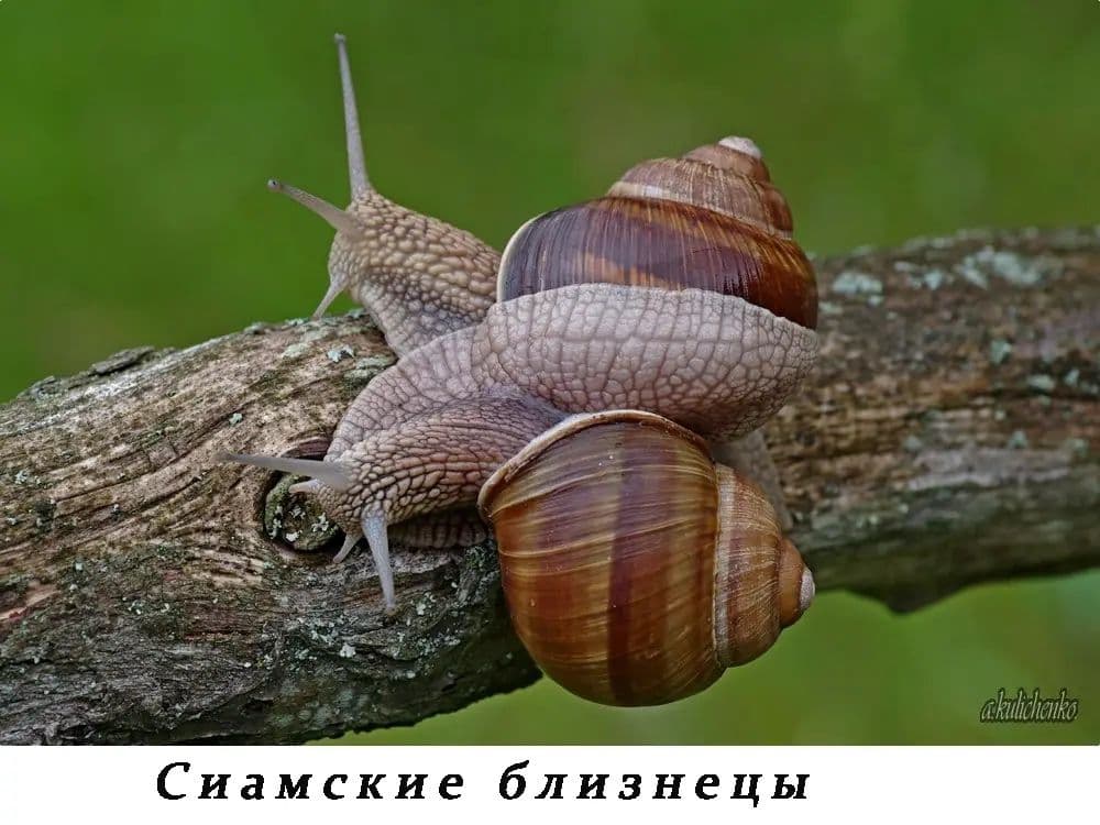Виноградные улитки домашние — 4