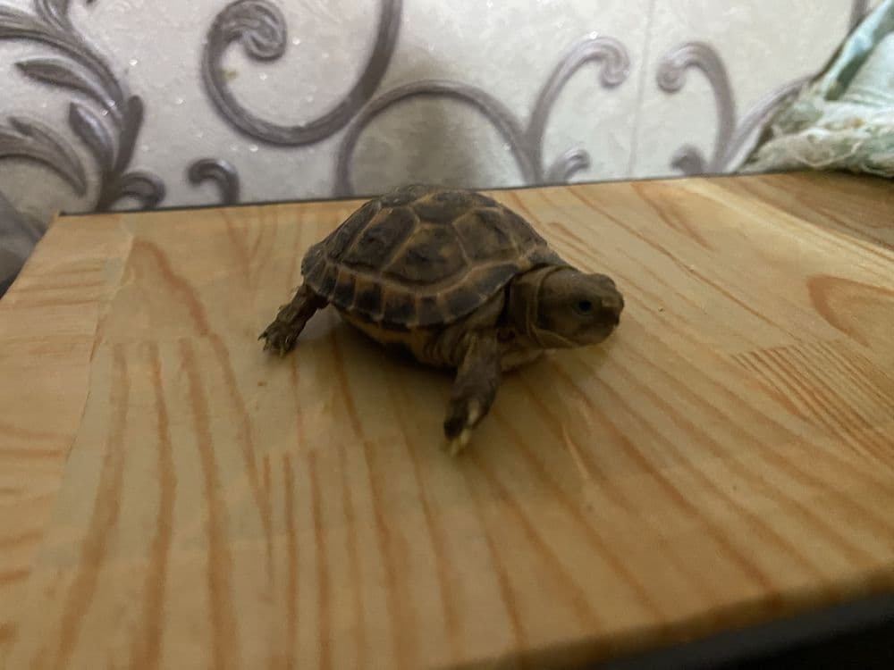 Toshbaqa sotiladi