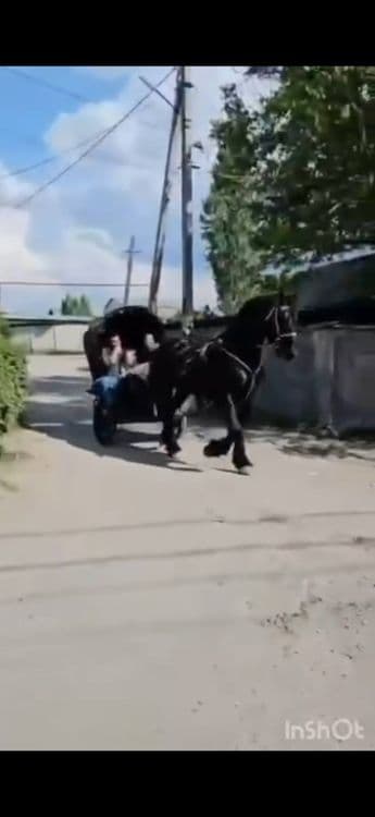 Продается лошадь порода Фриз ( мальчик ) — 2