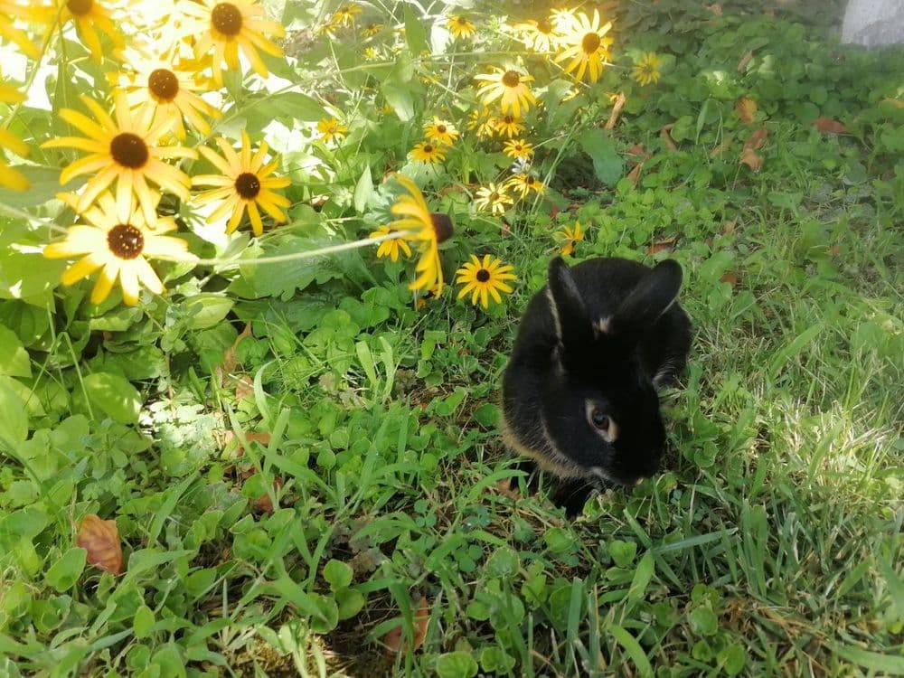 Karlik chorniy otter sames — 1