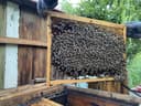 Продается осы с медом внутри, полный комплект с недогонкой