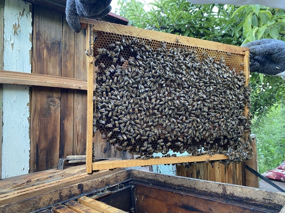 Продается осы с медом внутри, полный комплект с недогонкой — 2