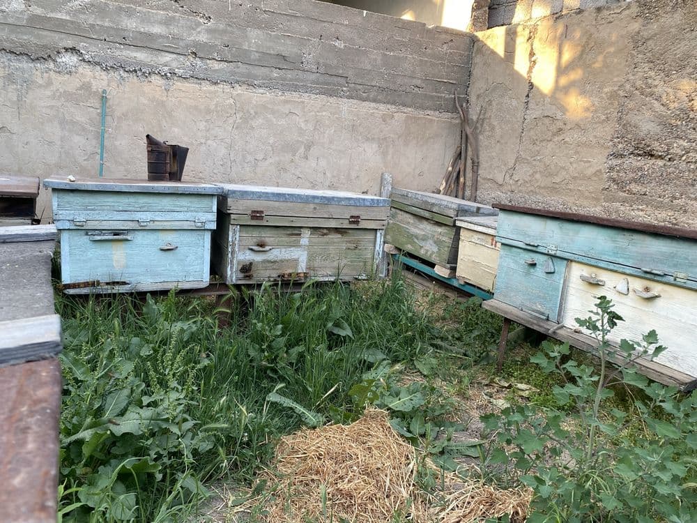 Продается осы с медом внутри, полный комплект с недогонкой — 3