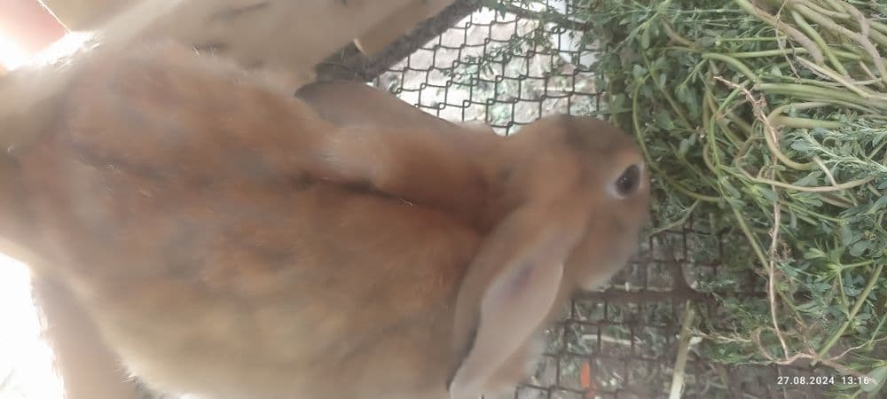 Куйонлар сотилади — 1