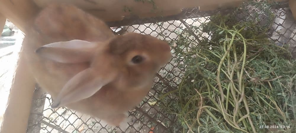 Куйонлар сотилади — 2