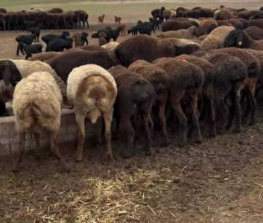 доимий равишда сотувда, Қўй ва қўчқорлар — 1