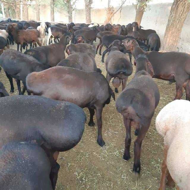 marosim uchun qo'ylar — 1