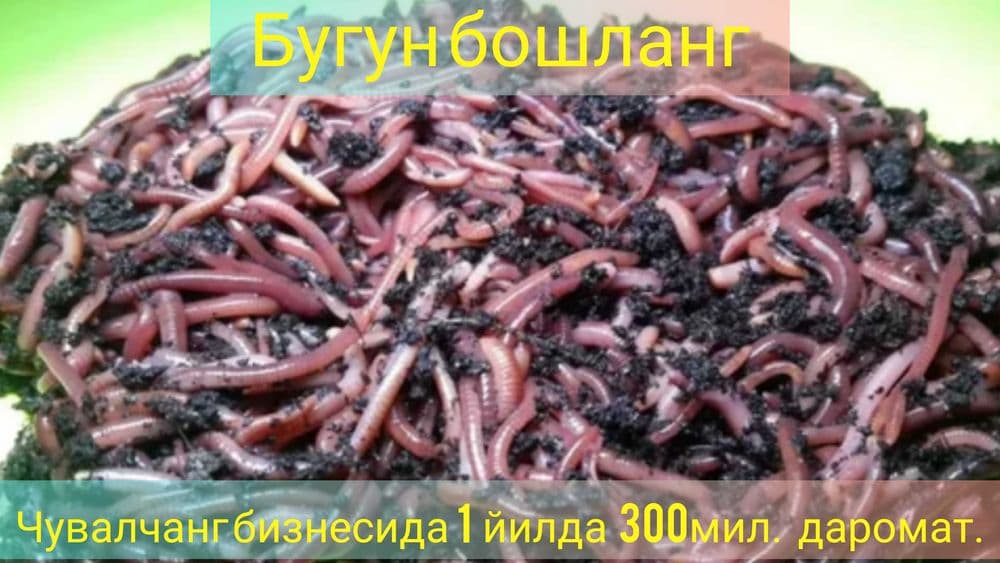 Колифорния чувалчанги — 5