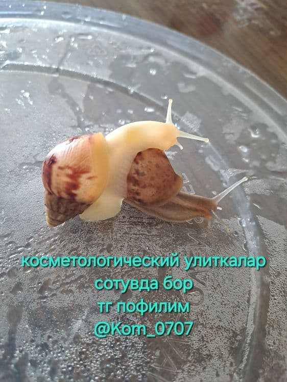 Улитка ахатина косметологическая — 1