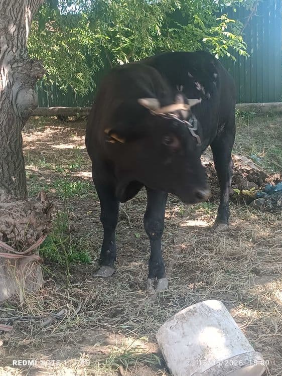 Buqa sotiladi angus
