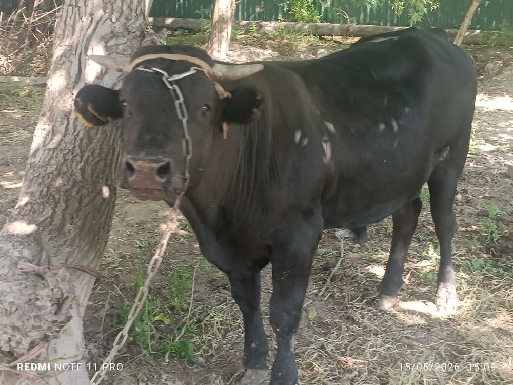 Buqa sotiladi angus — 2