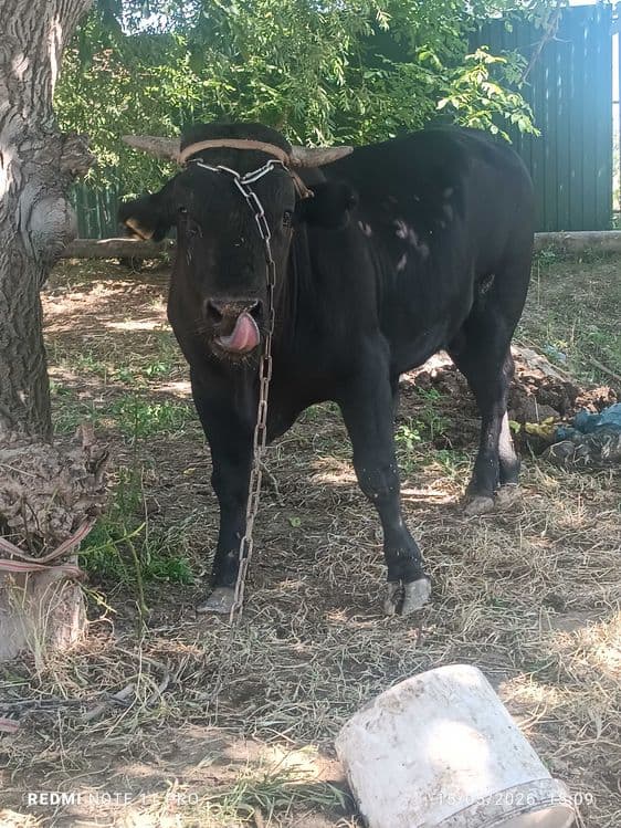 Buqa sotiladi angus — 3
