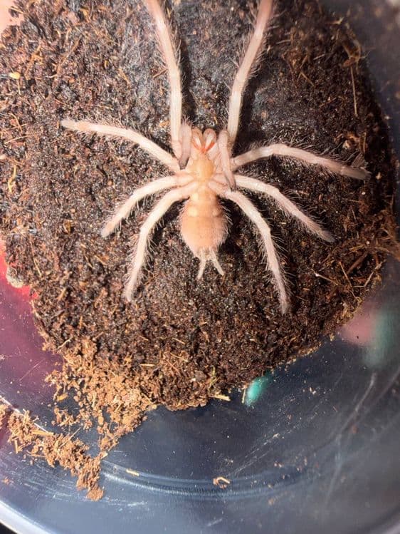 Паук птицеед Lasiodora parahibana малыши — 1