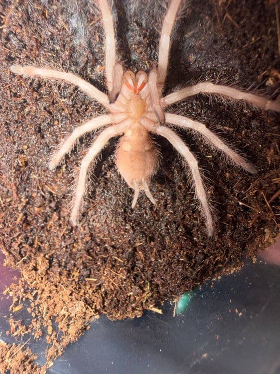 Паук птицеед Lasiodora parahibana малыши — 2