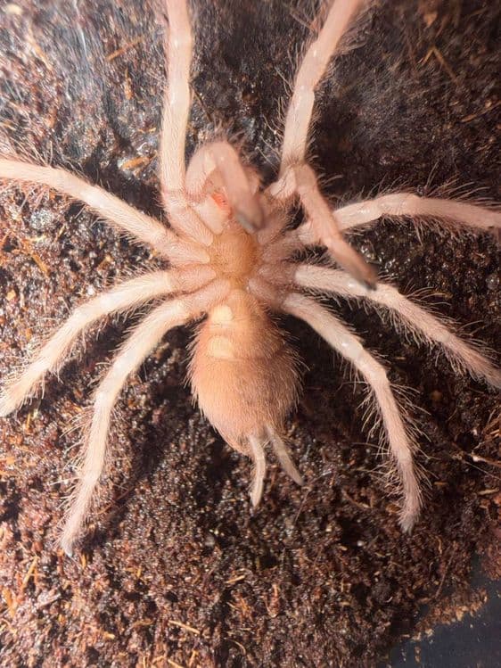 Паук птицеед Lasiodora parahibana малыши — 3