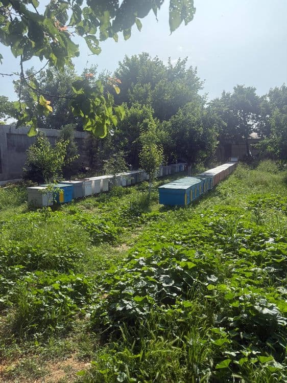 Продается пчелы, семья — 1