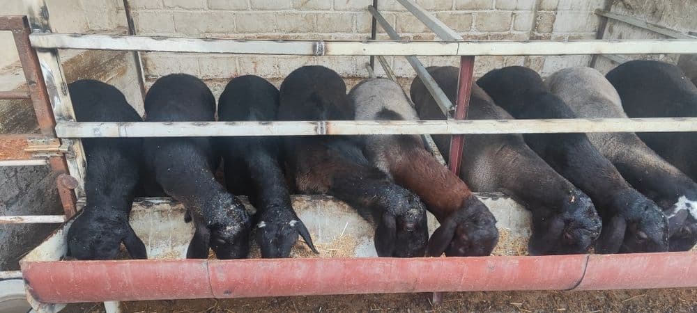 Qurbonlikka yaredigan gozal, soglom qoylar sotiladi kelib korin talen — 1