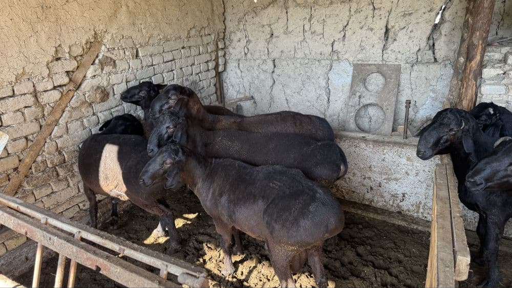 Qurbonlikka qoylar bor — 1
