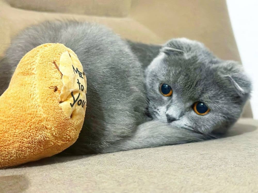 Мушугимиз йу́колган — 2