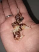 Kosmetologik ulitka (Axatina retikulyata albinoz 4-4.5sm