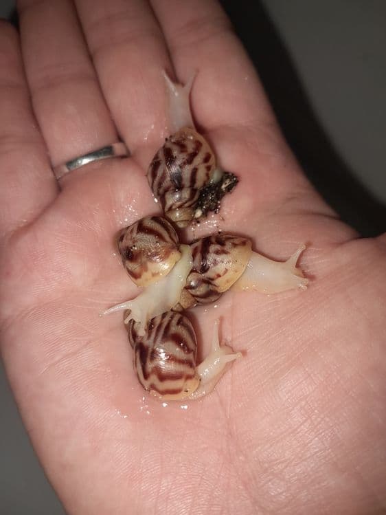 Kosmetologik ulitka (Axatina retikulyata albinoz 4-4.5sm — 1