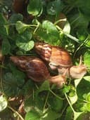 Улитки ахатины  фулика