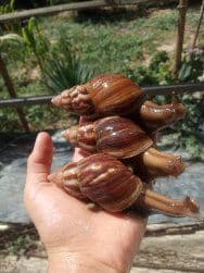 Улитки ахатины  фулика — 4