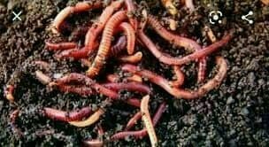Kaliforniya qizil yomg'ir chuvalchanglari va biogumus sotiladi — 1
