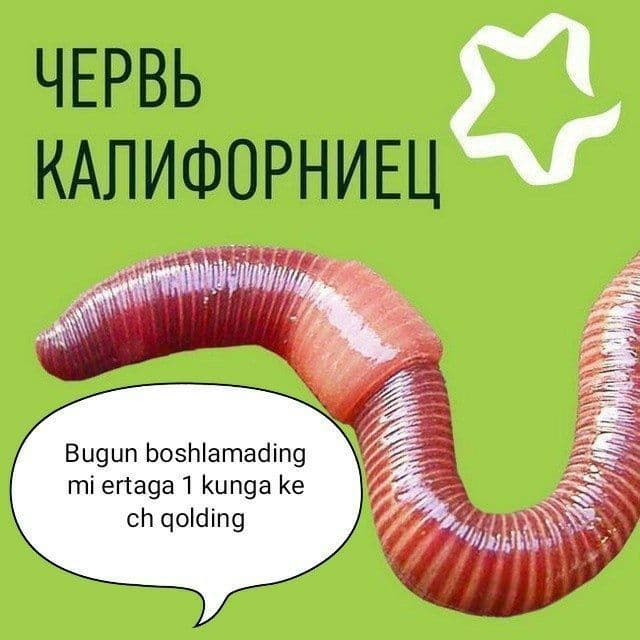 Калифорния чувалчанглари бизнеси — 1