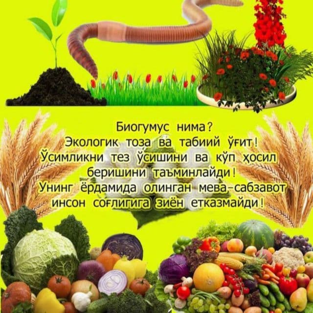 Калифорния чувалчанглари бизнеси — 3