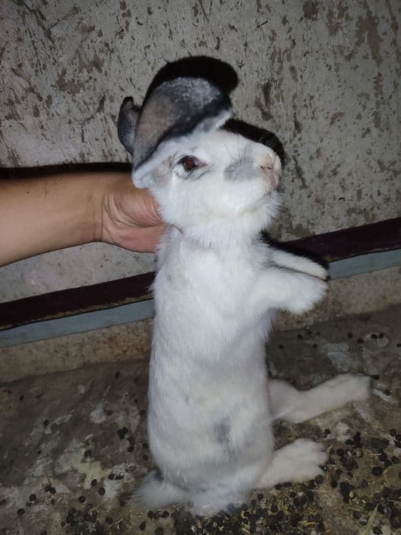 Quyonlar sotiladi oʻgʻil qiz 2tadan 7da — 1