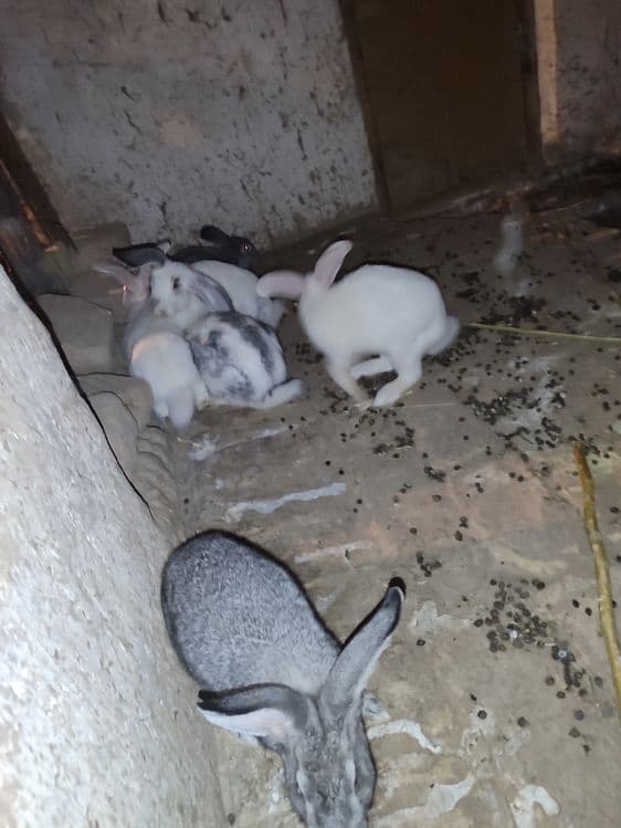 Quyonlar sotiladi oʻgʻil qiz 2tadan 7da — 2
