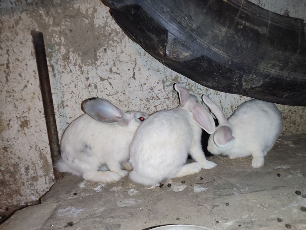 Quyonlar sotiladi oʻgʻil qiz 2tadan 7da — 3