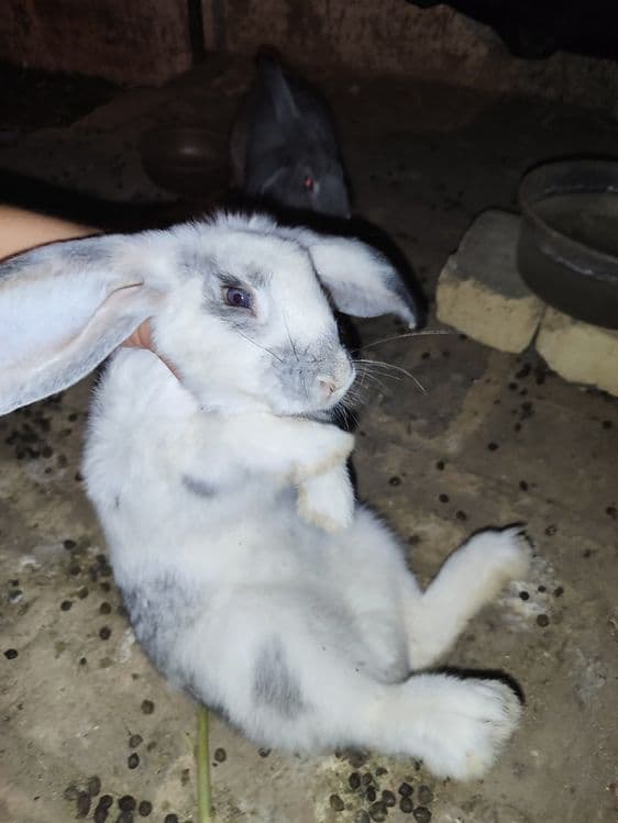 Quyonlar sotiladi oʻgʻil qiz 2tadan 7da — 5