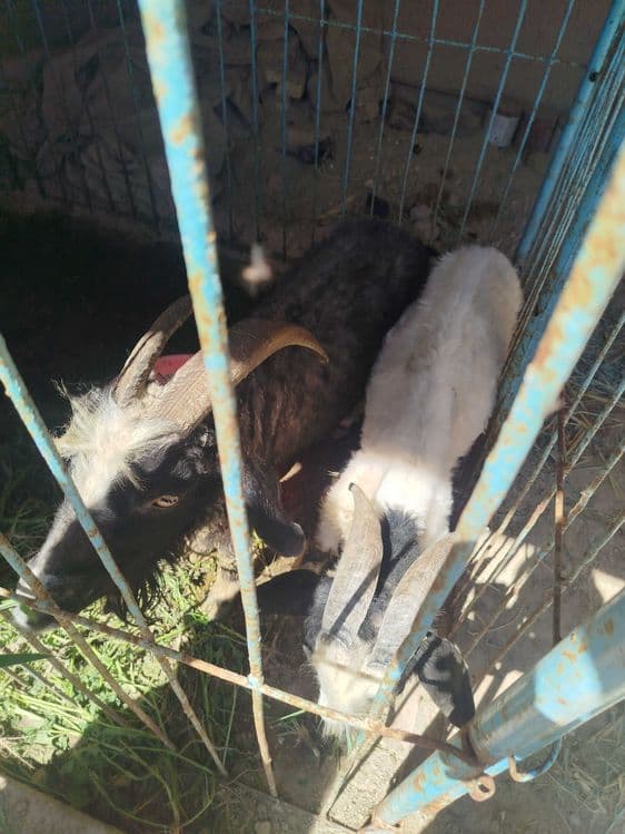 Eshki Gerbish zavod (Nukus) — 3