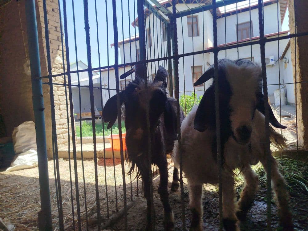 Eshki Gerbish zavod (Nukus) — 5