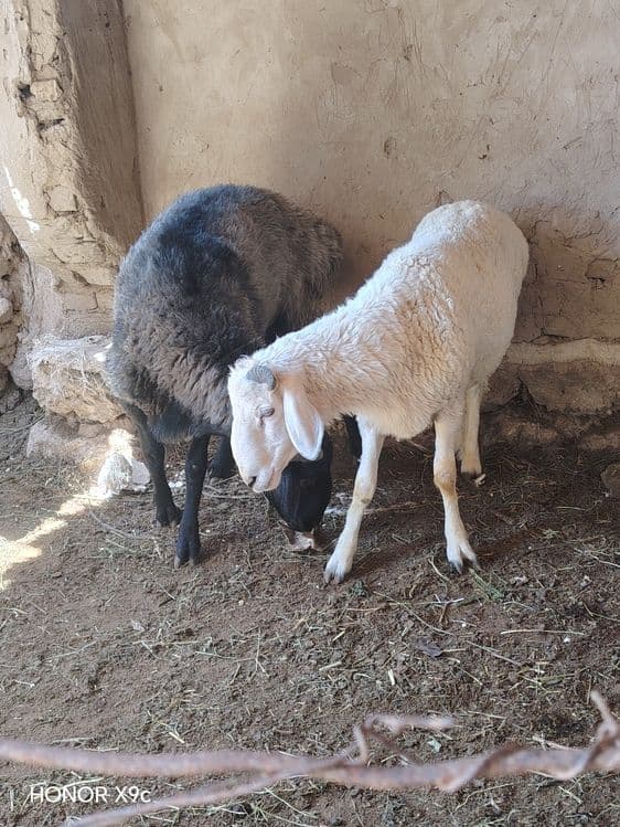 Кошкар сатилады шимбай шайханада — 3