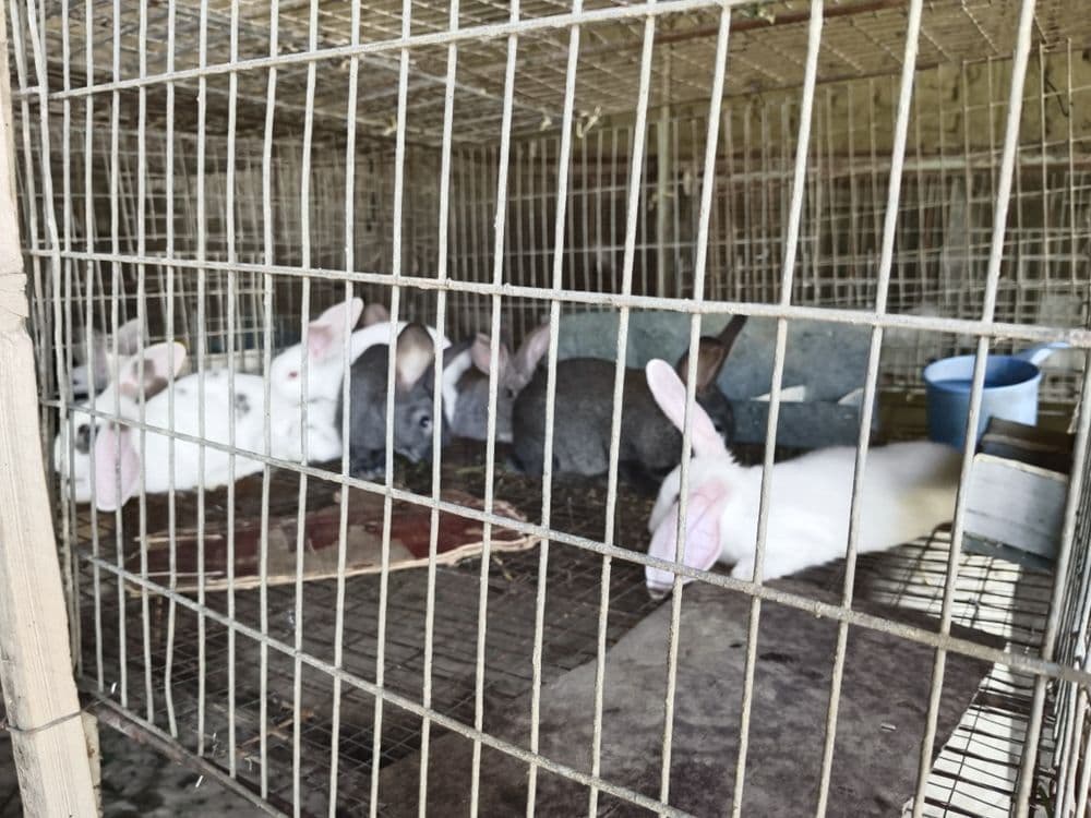 Продаю кролей срочно